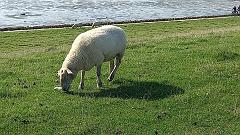 Sylt (62)